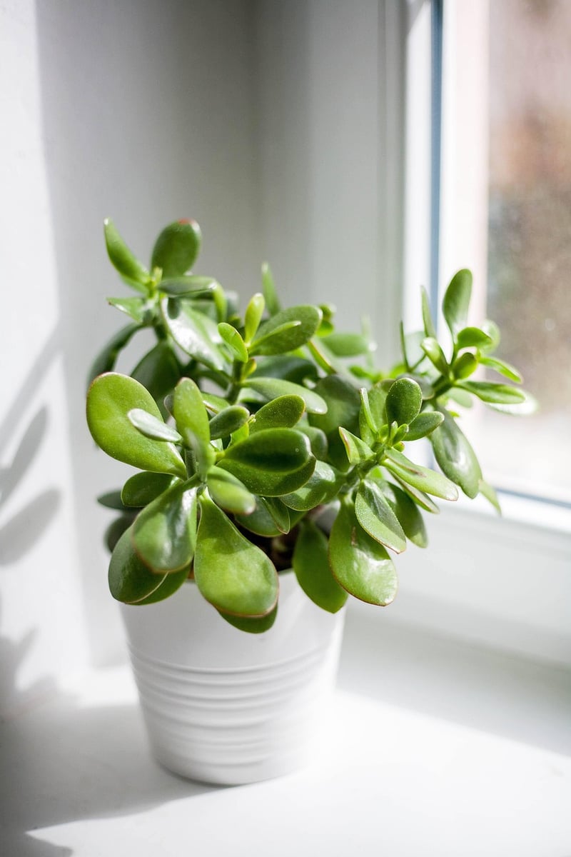 Crassula