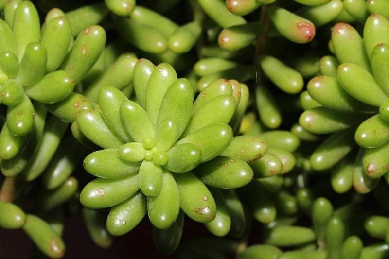 Sedum