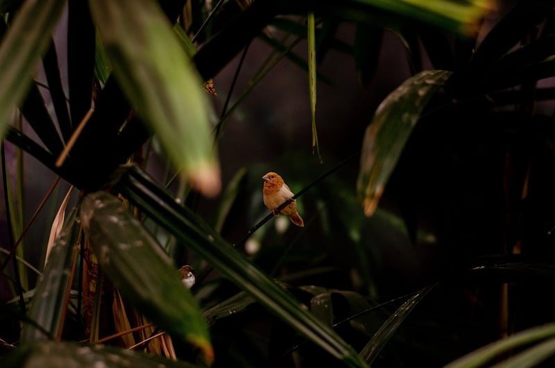 Tropical Leaves
